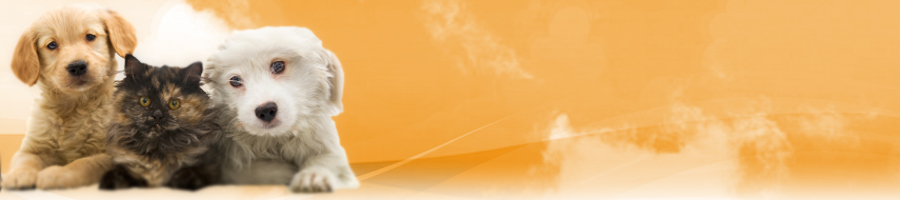 �O�꒲���I�y�b�g�v���X